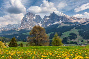Alpe di Siusi - Seiser Alm, blooming meadows in spring with Sassolungo / Langkofel and the Sassopiatto / Plattkofel in the background, Dolomites, Kastelruth, South Tyrol, Italy Alpe di Siusi - Seiser Alm, blooming meadows in spring with Sassolungo / Langkofel and the Sassopiatto / Plattkofel in the background, Dolomites, Kastelruth, South Tyrol, Italy